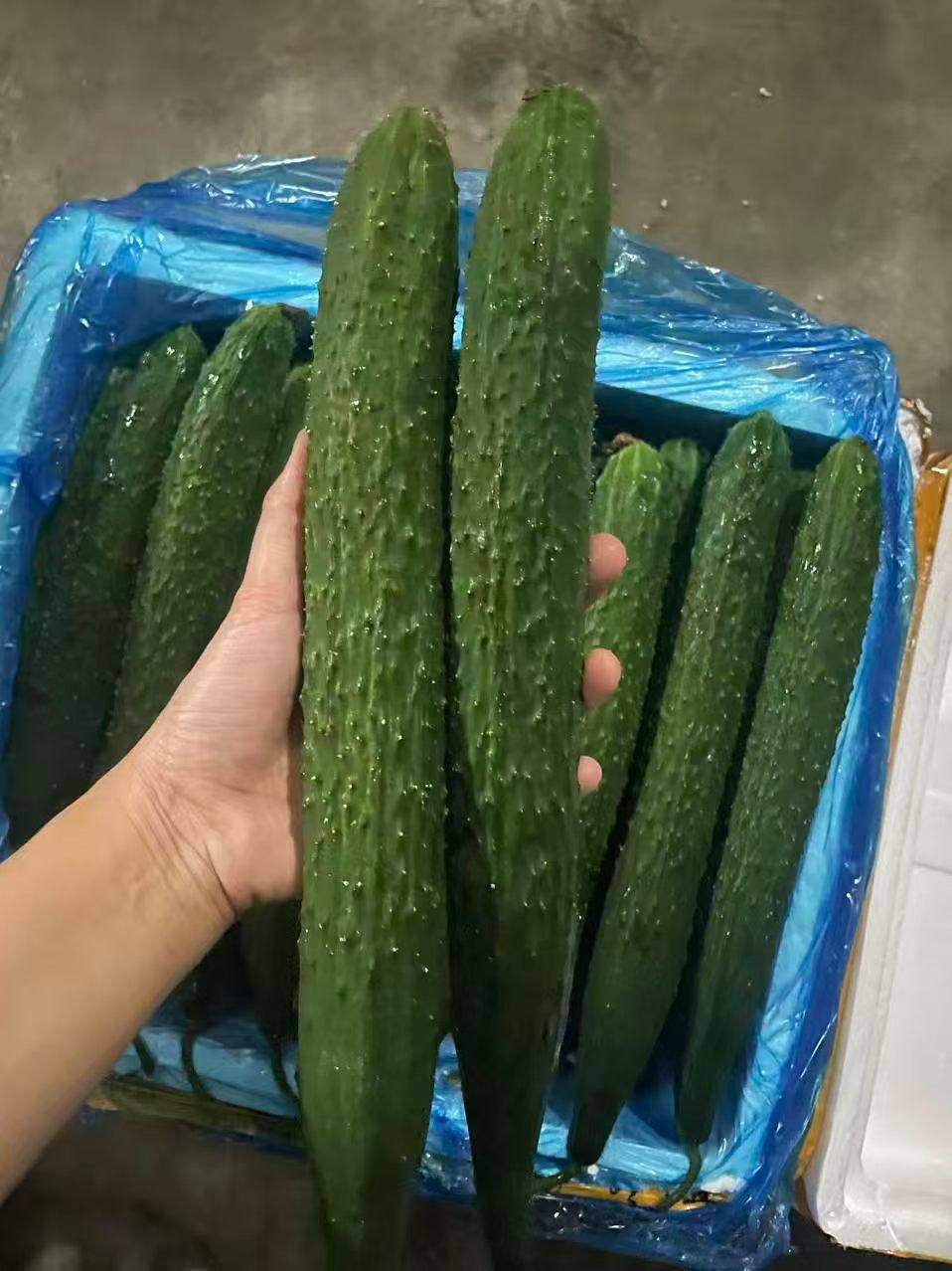 图片[1]-刺黄瓜，特价150p/kg 需要滴滴拉拉木送…-闲置二手物品信息发布-manila58.com