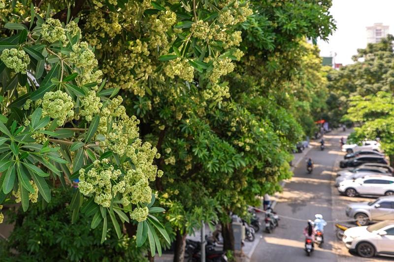 河内修剪标志性黑板树因香味过浓引争议-manila58.com