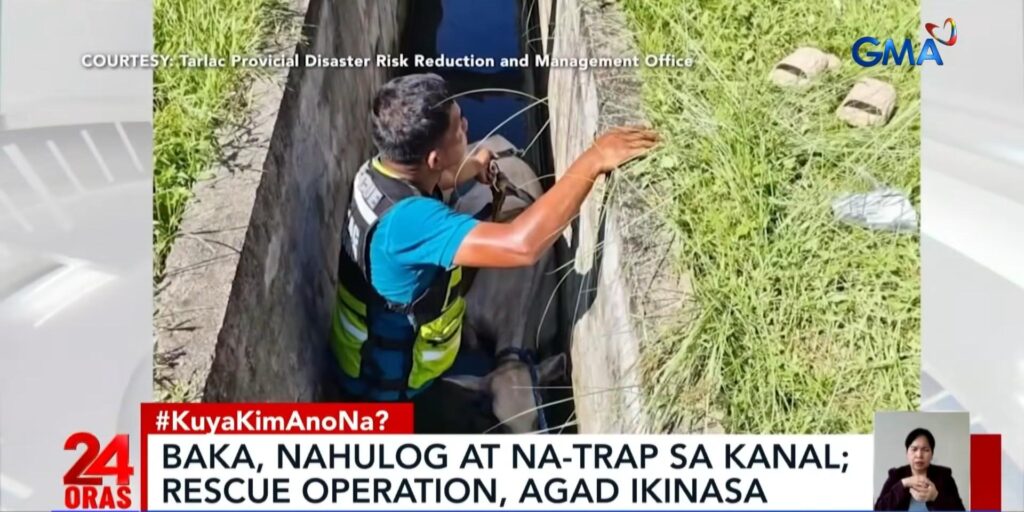 塔拉克市牛只落入运河获救 动物权益组织呼吁加强管理-manila58.com