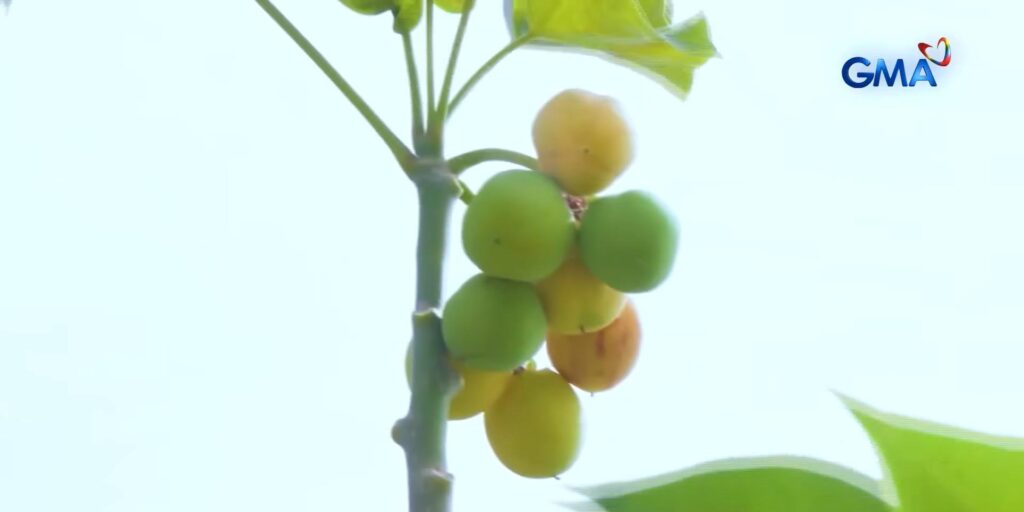 南科塔巴托13名儿童食用有毒果实中毒住院-manila58.com