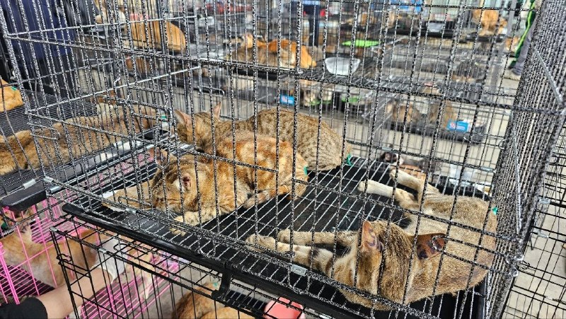 #越南新闻 【🇻🇳 另一起400猫救…-manila58.com