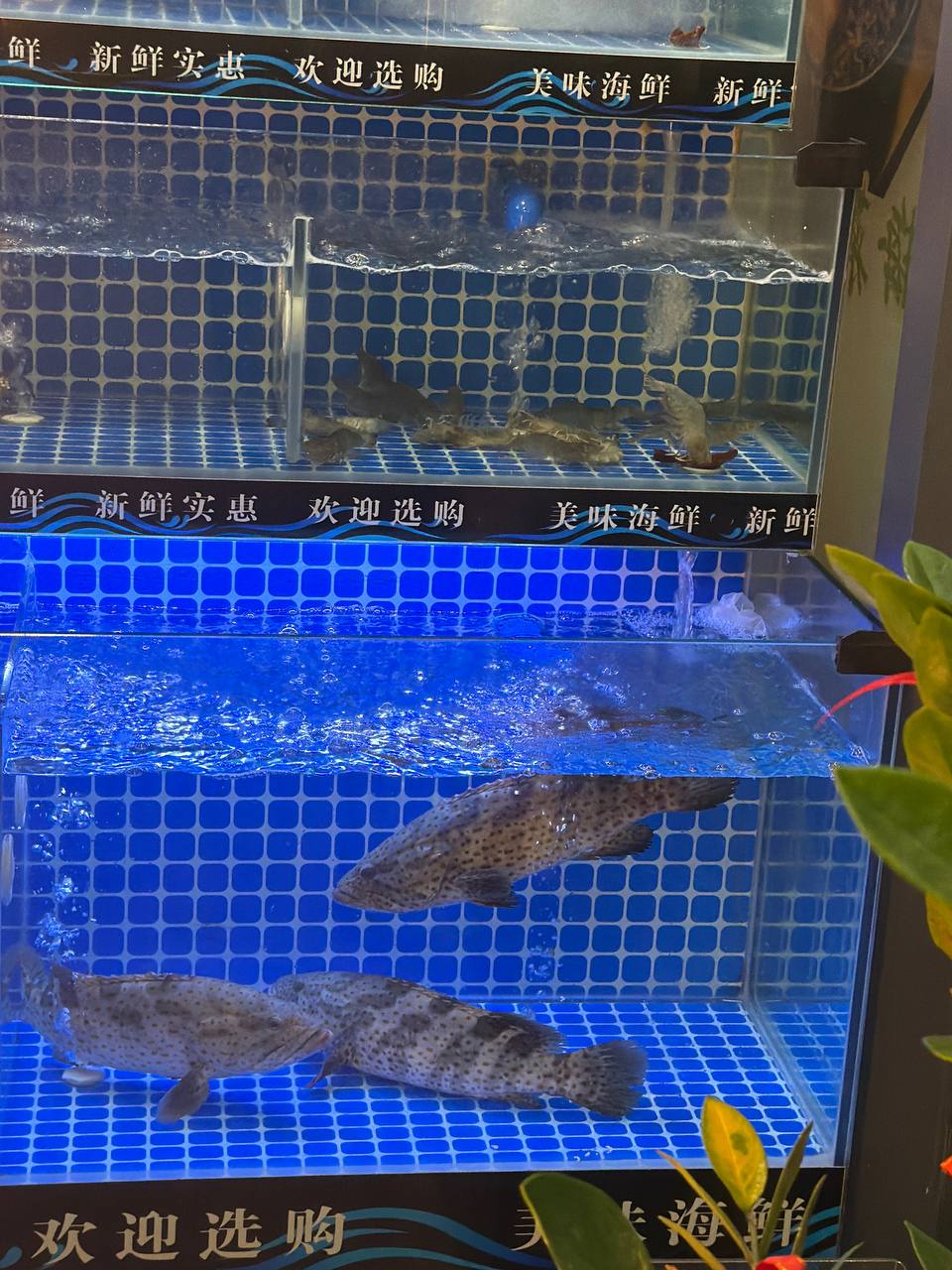 🥢 川湘美食｜试营业中！-manila58.com